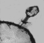 image of the T4 bacteriophage