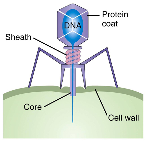 cartoon of a bacteriophage