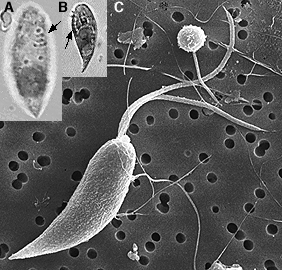 leucocryptos marina, a marine dinoflagellate species