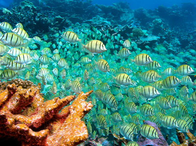 an ecosystem with large numbers of fish