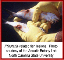pfeisteria-related lesions on fish