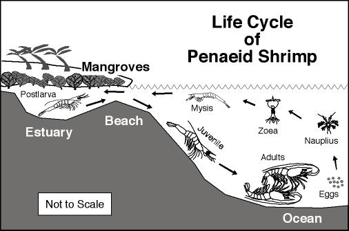 life cycle of shrimp