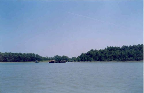 photo of mangrove forest in Bangladesh protecting coast from erosion