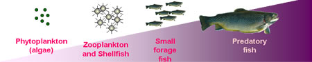 bioaccumulation of pollutants in fish