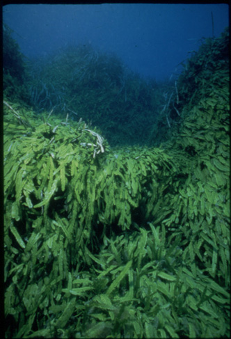 caulpera taxifolia on the sea floor near Monaco.