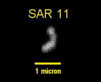 photo of SAR 11 the most common organism on earth