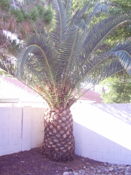 pinapple tree