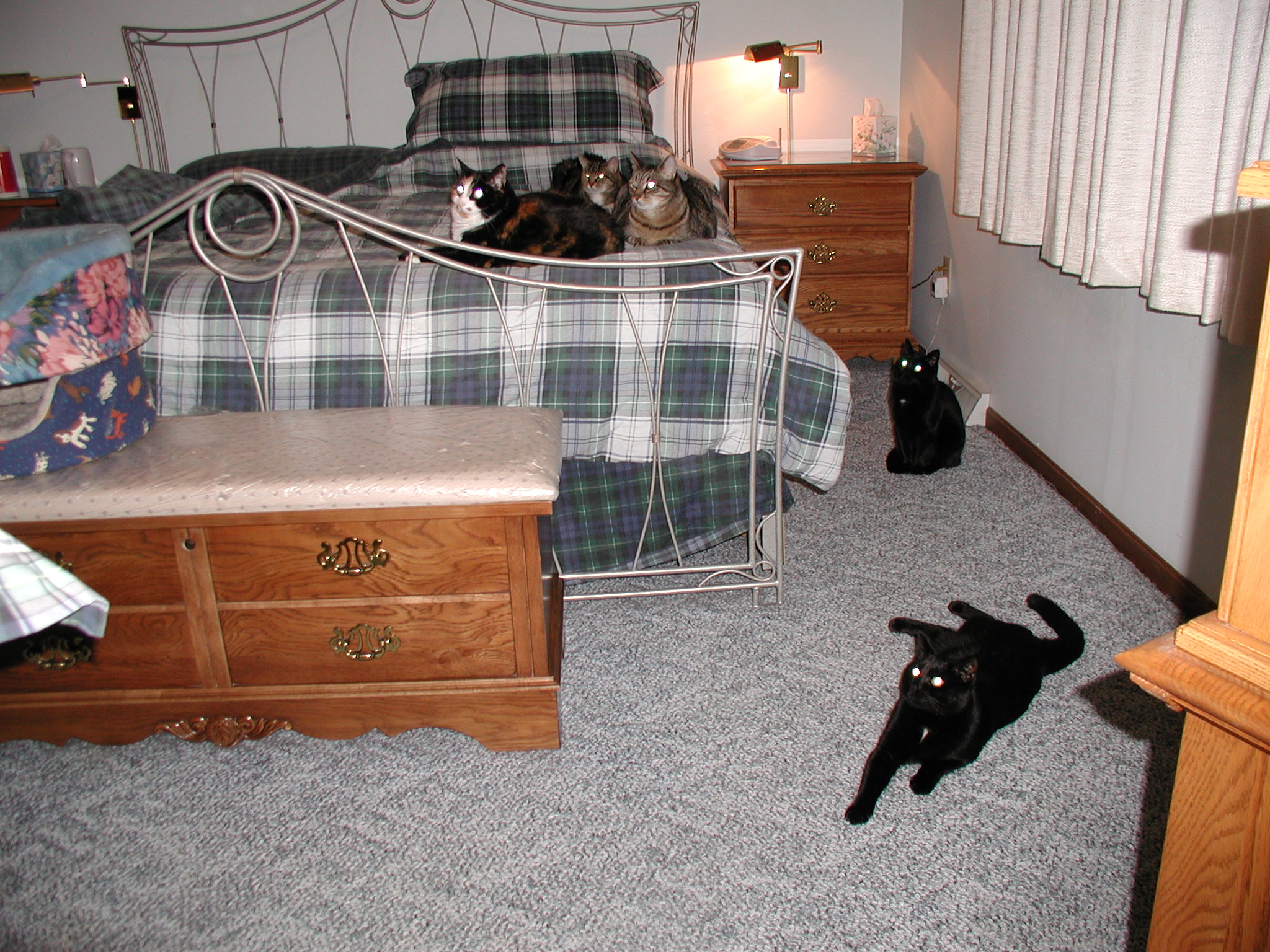 Five Kitties