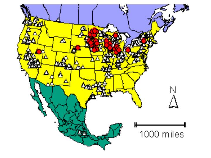 Distribution map showing presence and absence sites for Cdistincta across North America