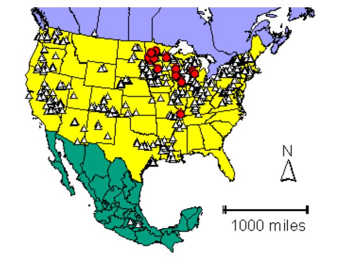 Distribution map showing presence and absence sites for Cpunctata across North America