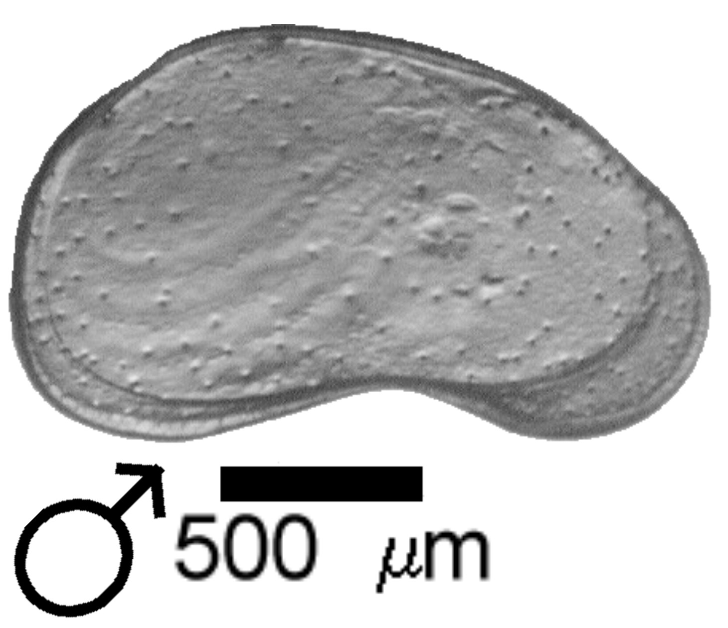 Microscope photograph of CANpatz, male