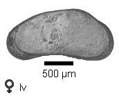 Microscope photograph of Cacuta, female, left valve
