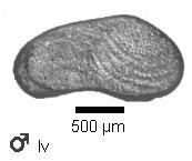 Microscope photograph of Cacuta, male, left valve