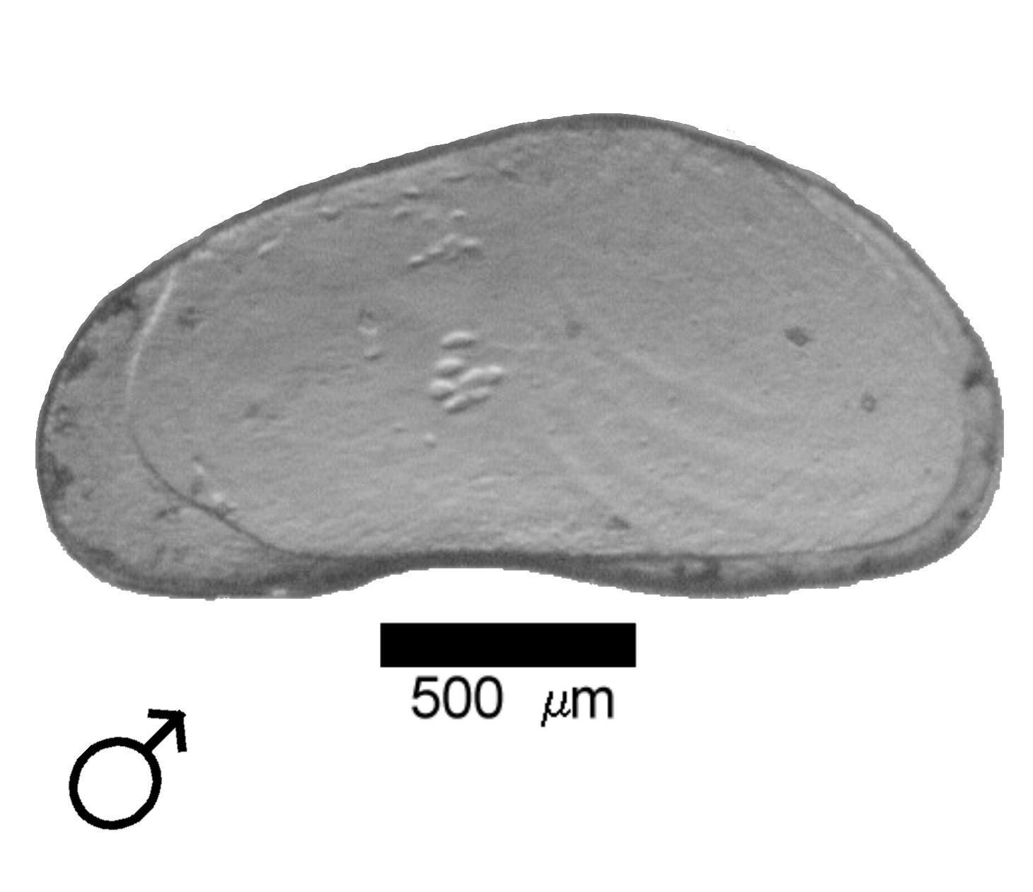 Microscope photograph of Canacum, male