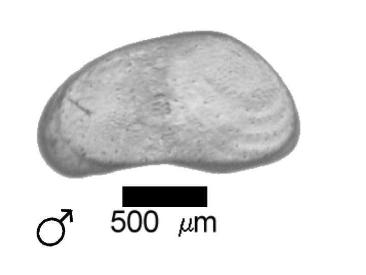 Microscope photograph of Canacutula, male