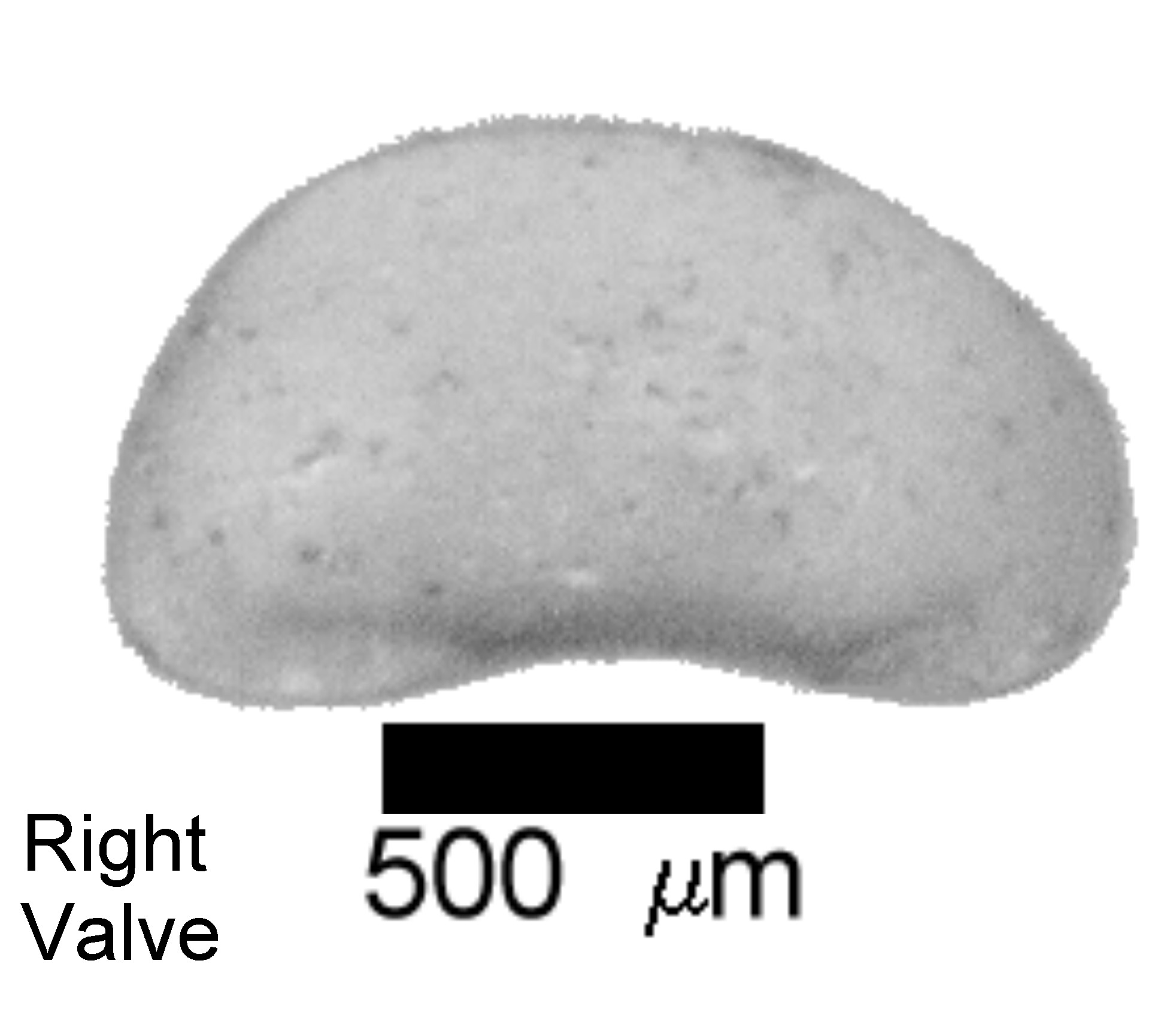 Microscope photograph of Cancan, right valve