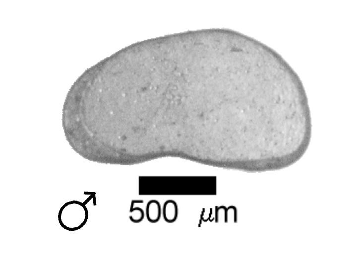 Microscope photograph of Candec, male