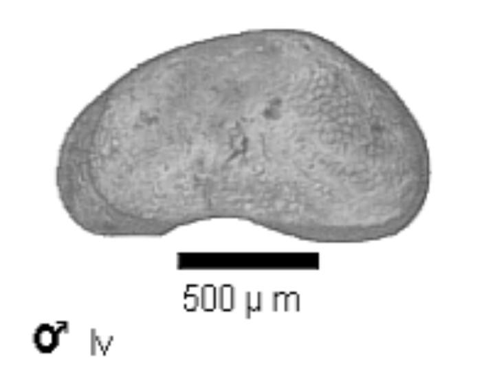 Microscope photograph of Candist, male