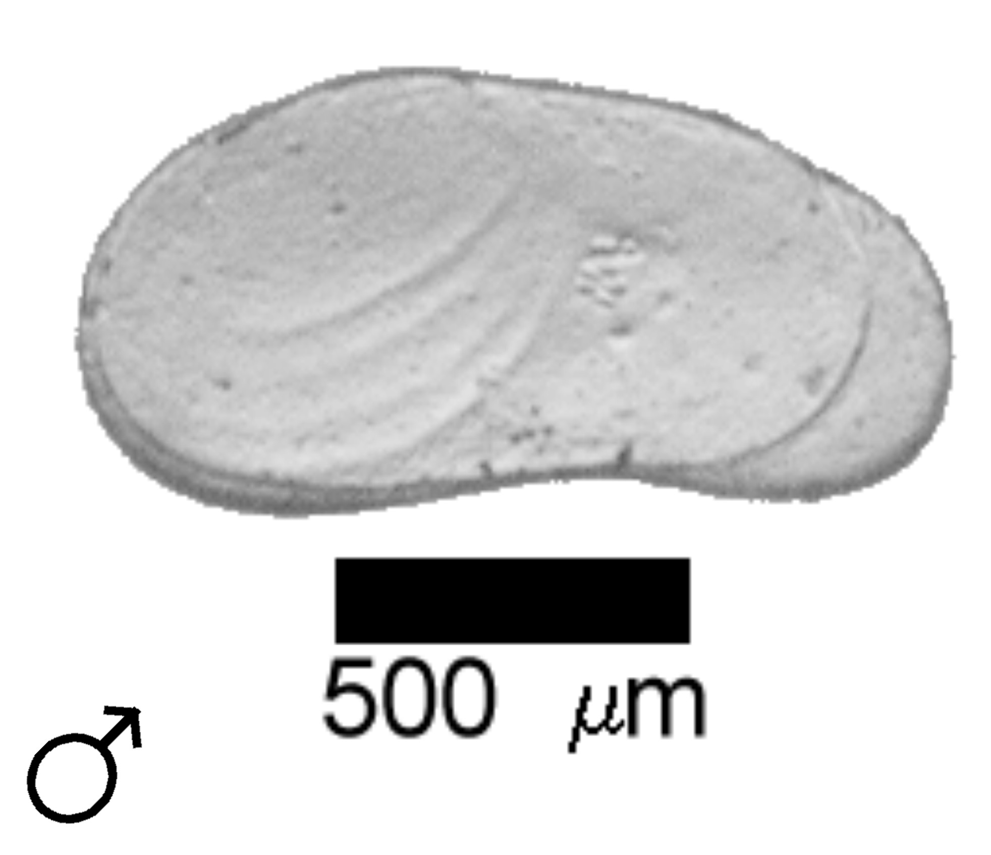Microscope photograph of Canellip, male