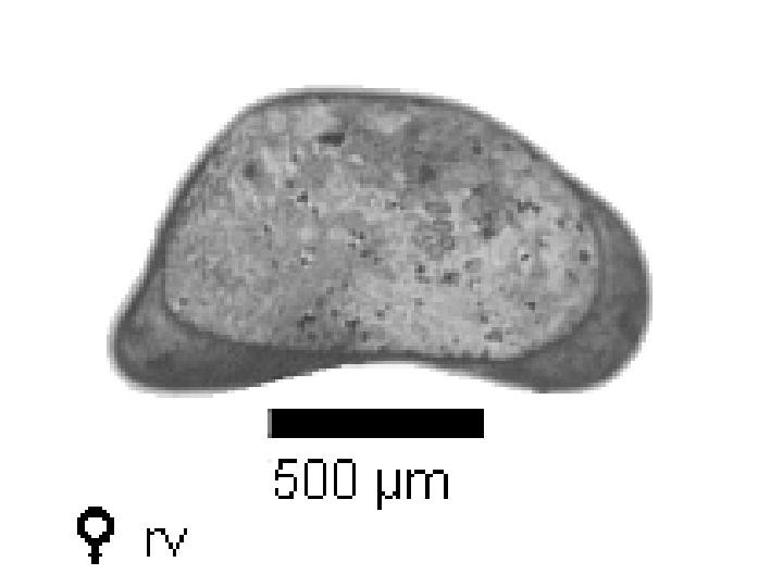Microscope photograph of Caninop, female
