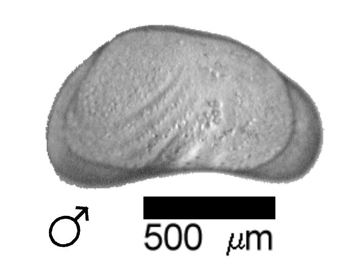 Microscope photograph of Caninop, male