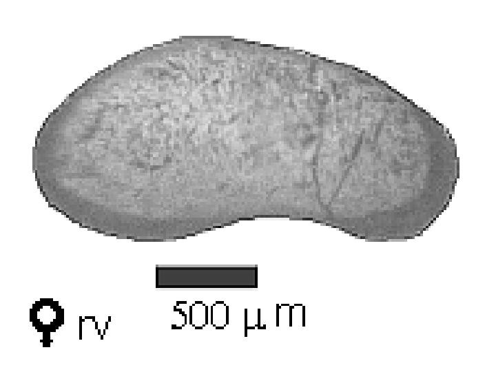 Microscope photograph of Canohio, female