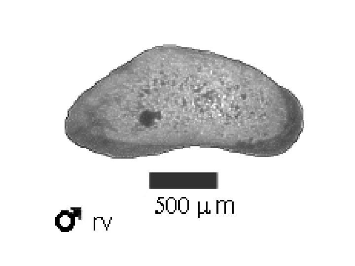 Microscope photograph of Canohio, male