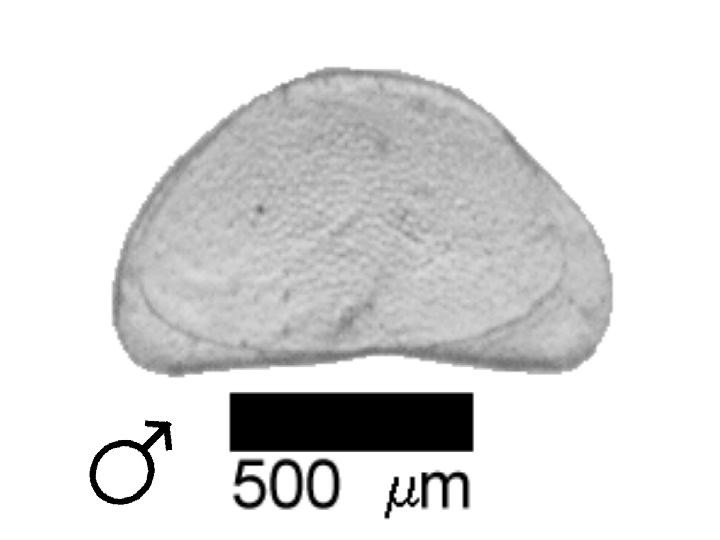 Microscope photograph of Canpunc, male