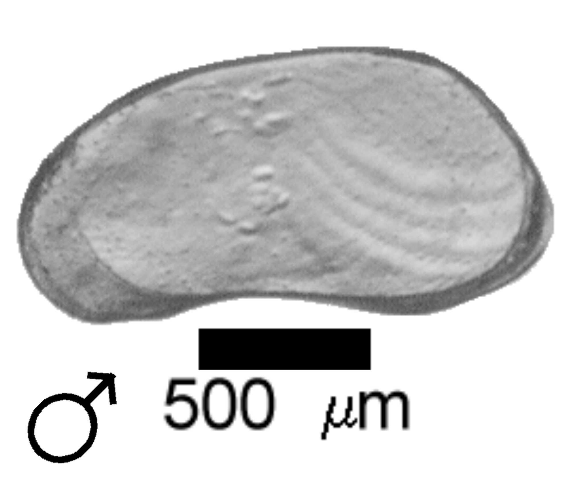 Microscope photograph of Cansig, male