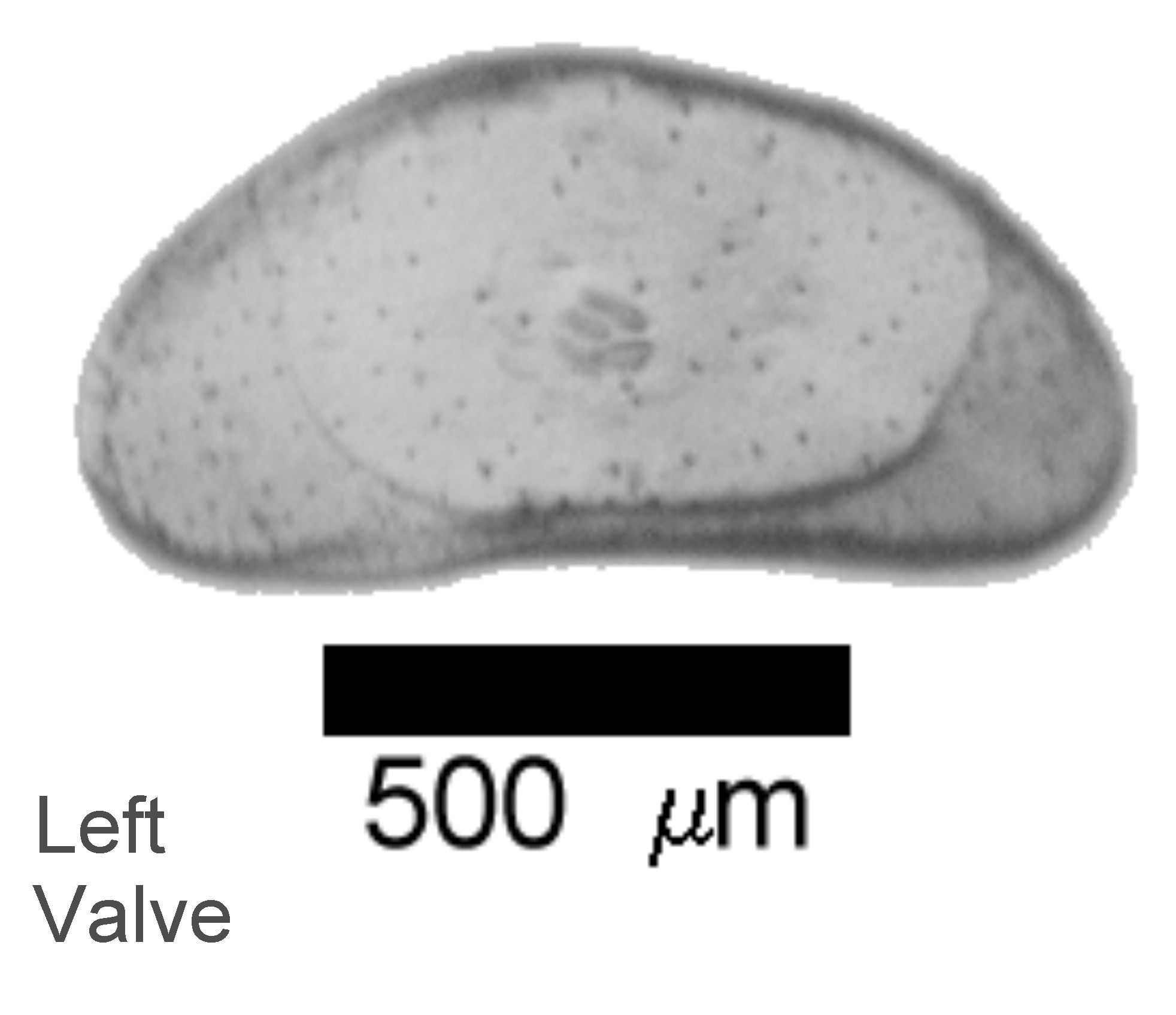Microscope photograph of Cavward, left valve