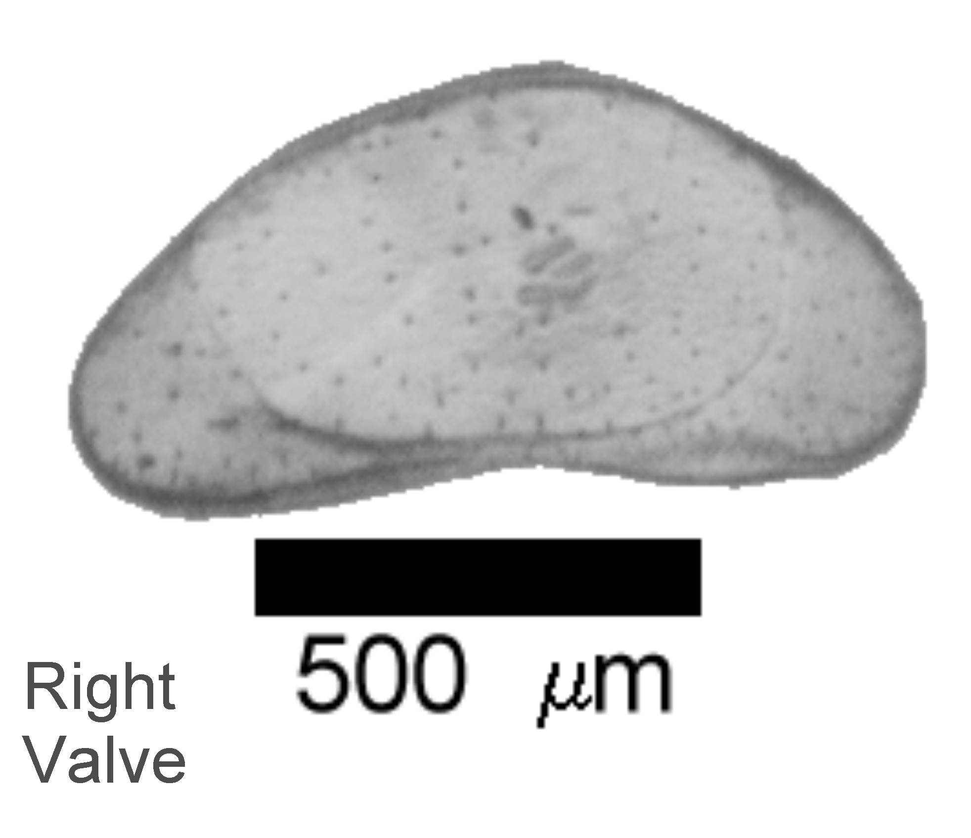 Microscope photograph of Cavwardi, right valve