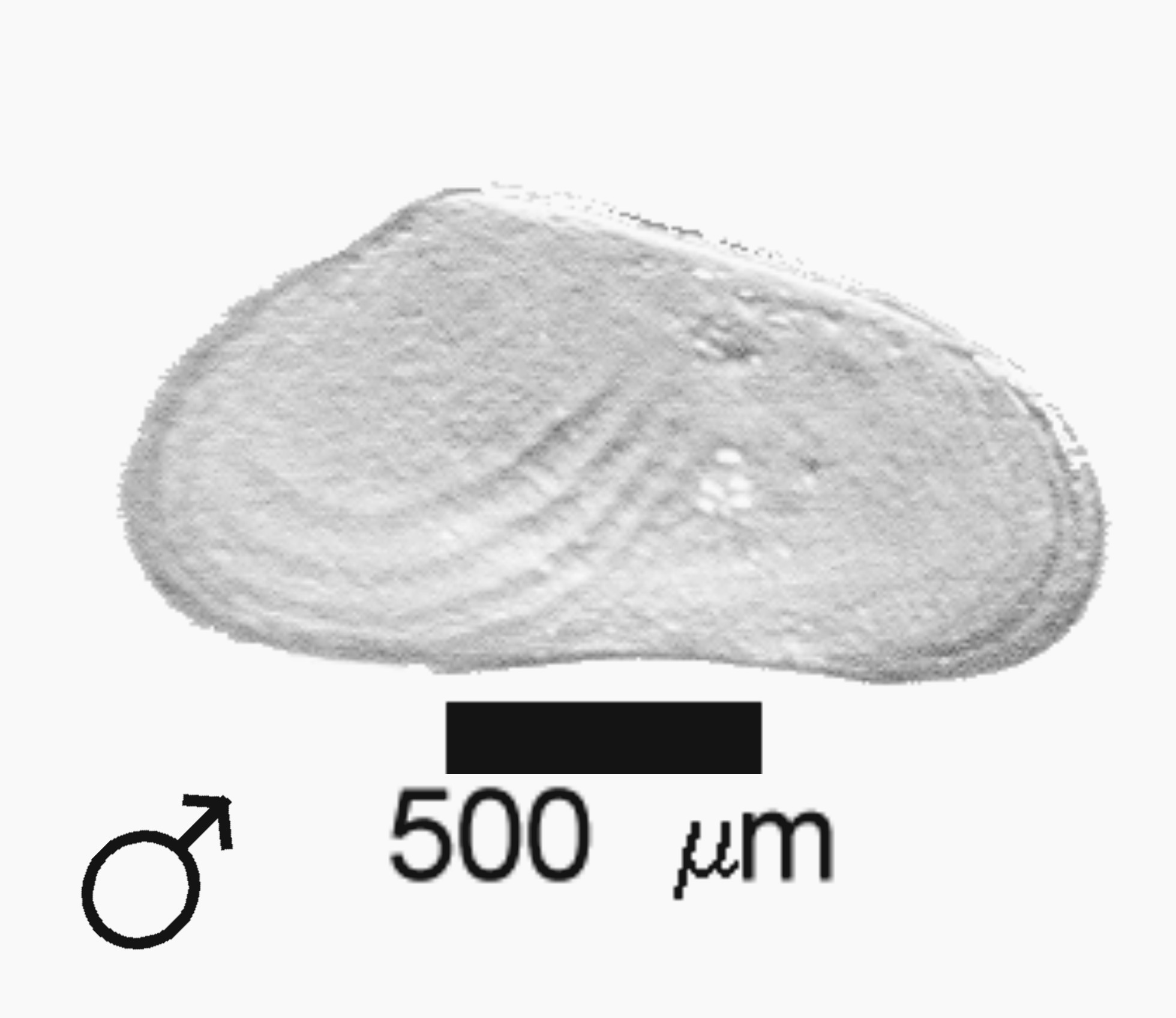 Microscope photograph of Csubacu M, right valve