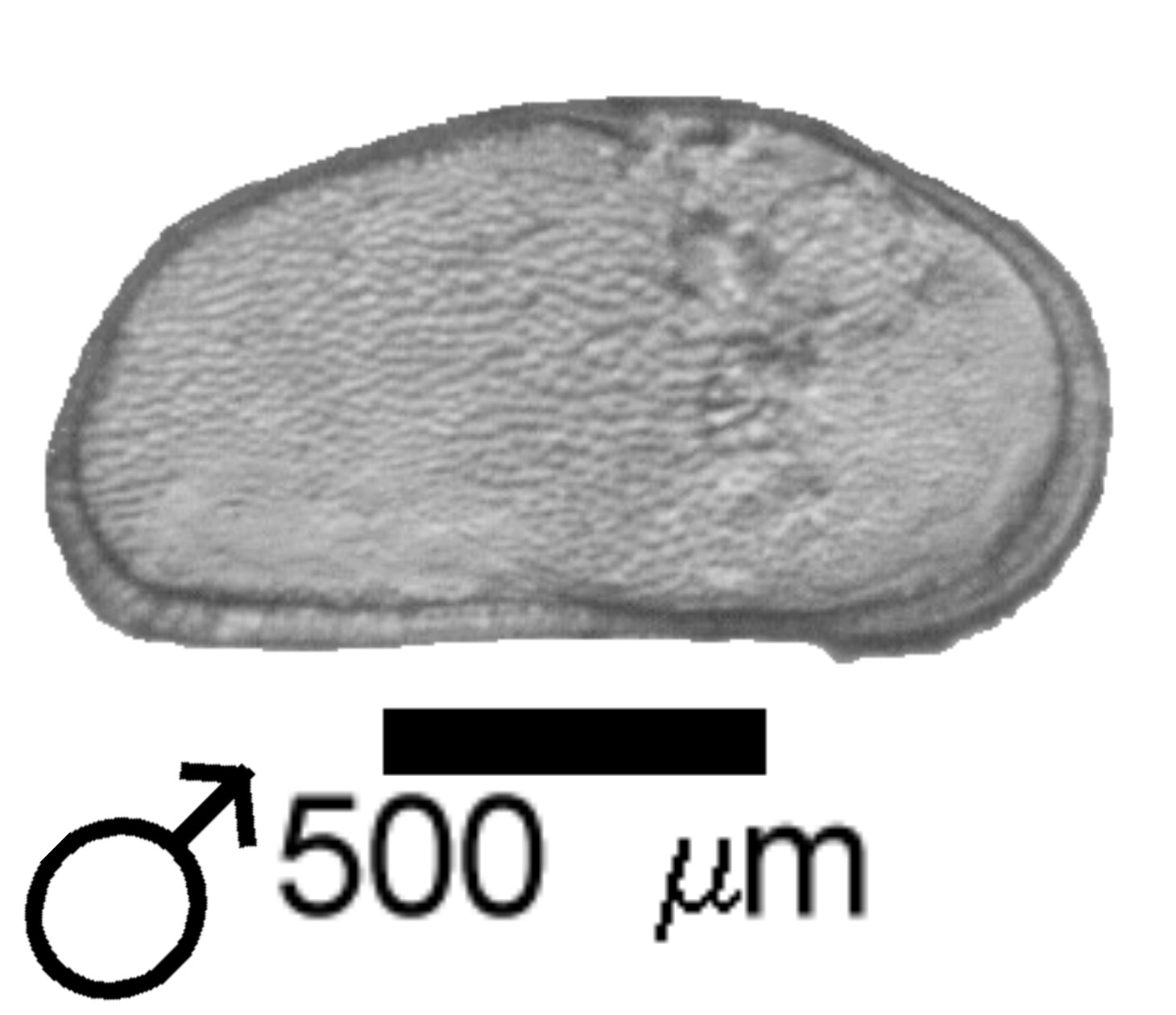 Microscope photograph of Cypridbeac, male
