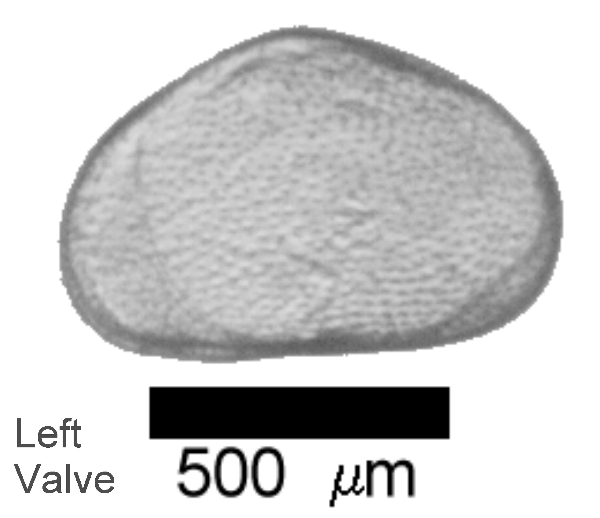 Microscope photograph of Cypridvidua, left valve