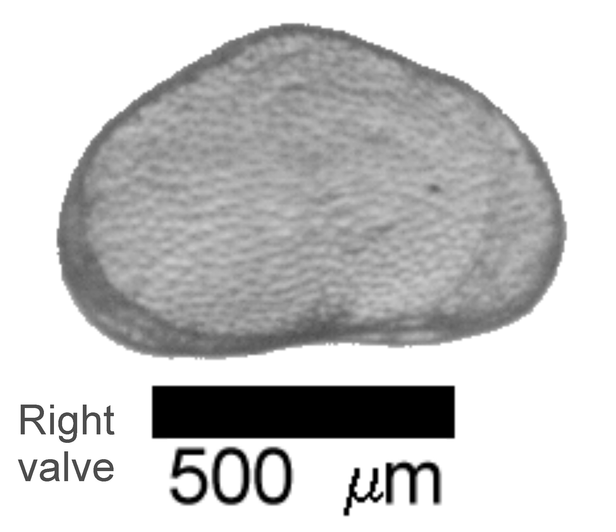 Microscope photograph of Cypridvidua, right valve