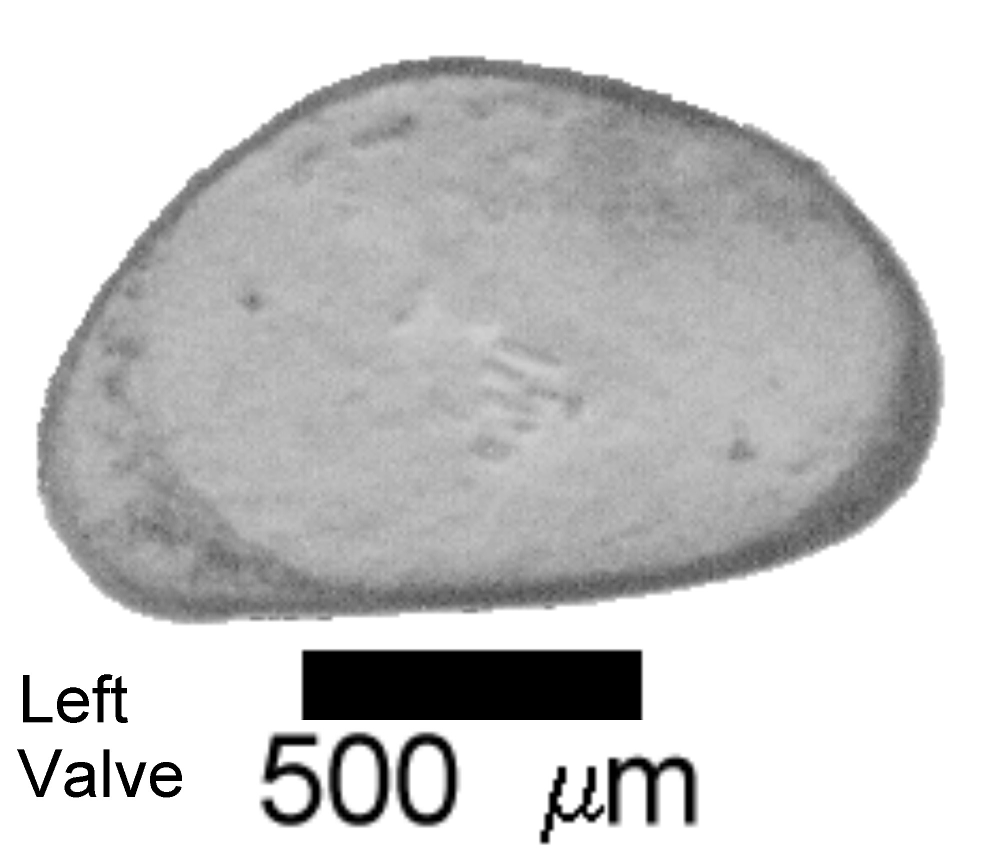 Microscope photograph of Cypringlauc, left valve