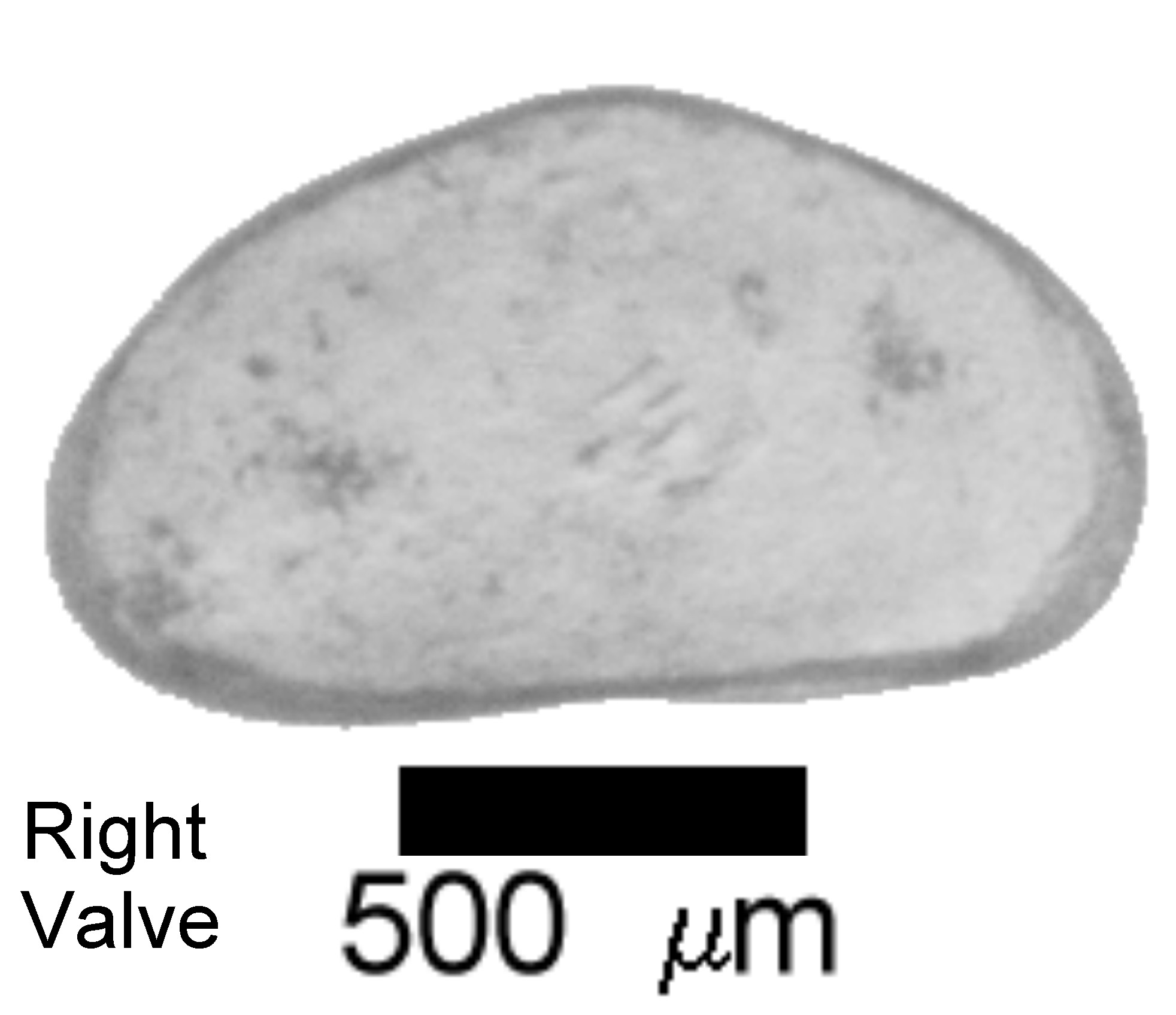 Microscope photograph of Cypringlauc, right valve