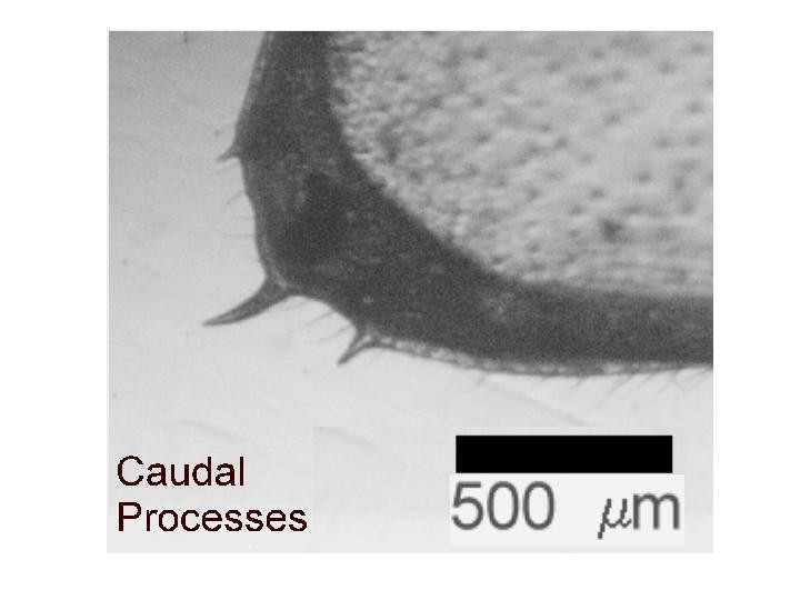 Microscope photograph of Cyprispubdetail