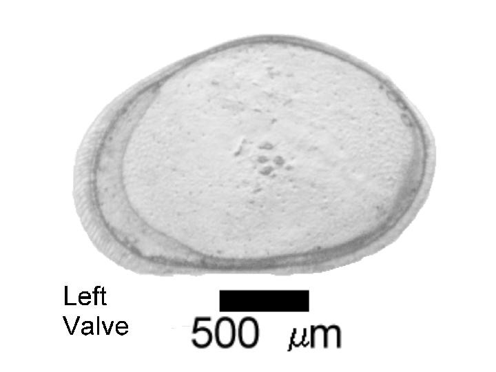 Microscope photograph of Cyproismarg, left valve