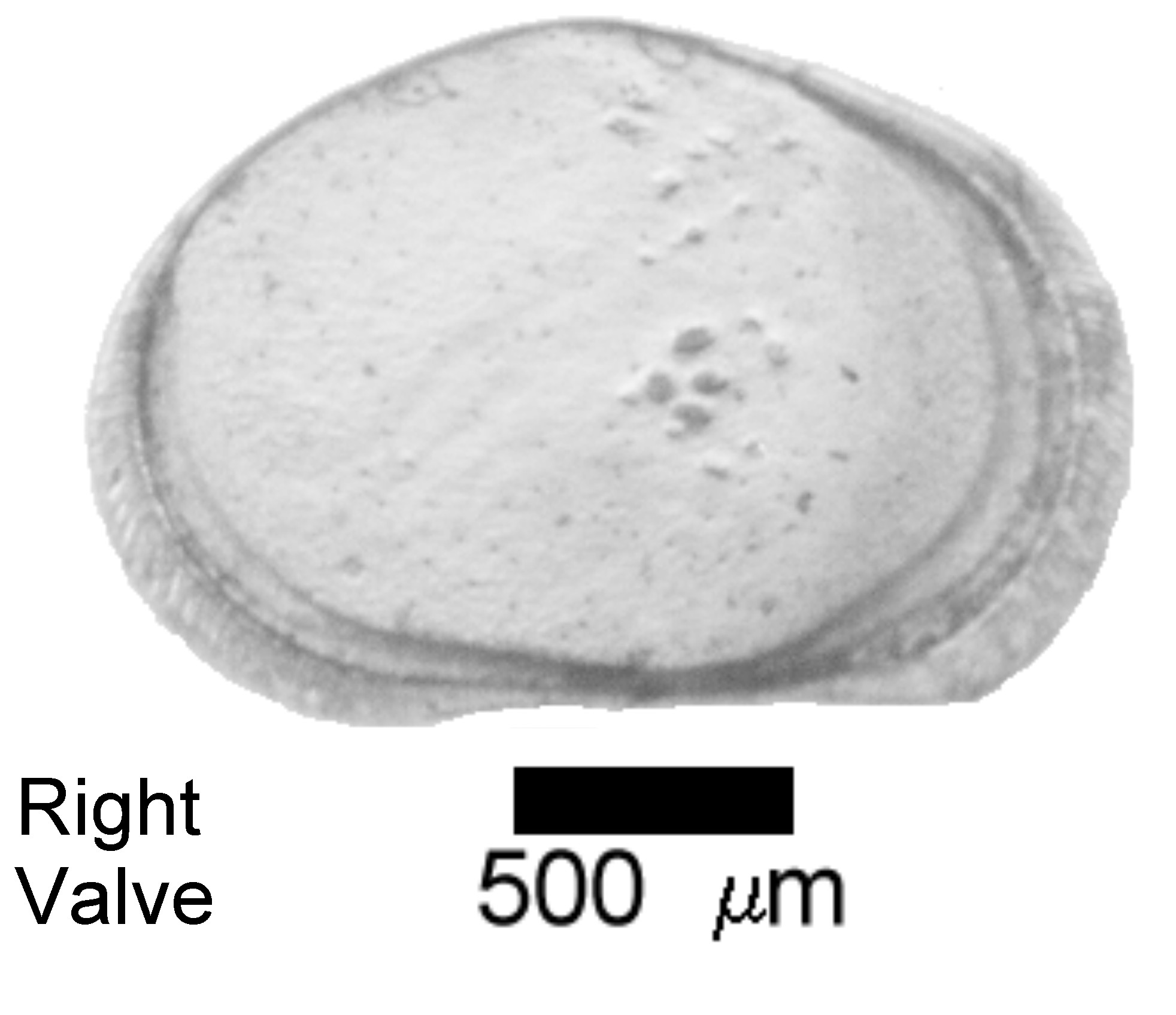 Microscope photograph of Cyproismarg, right valve