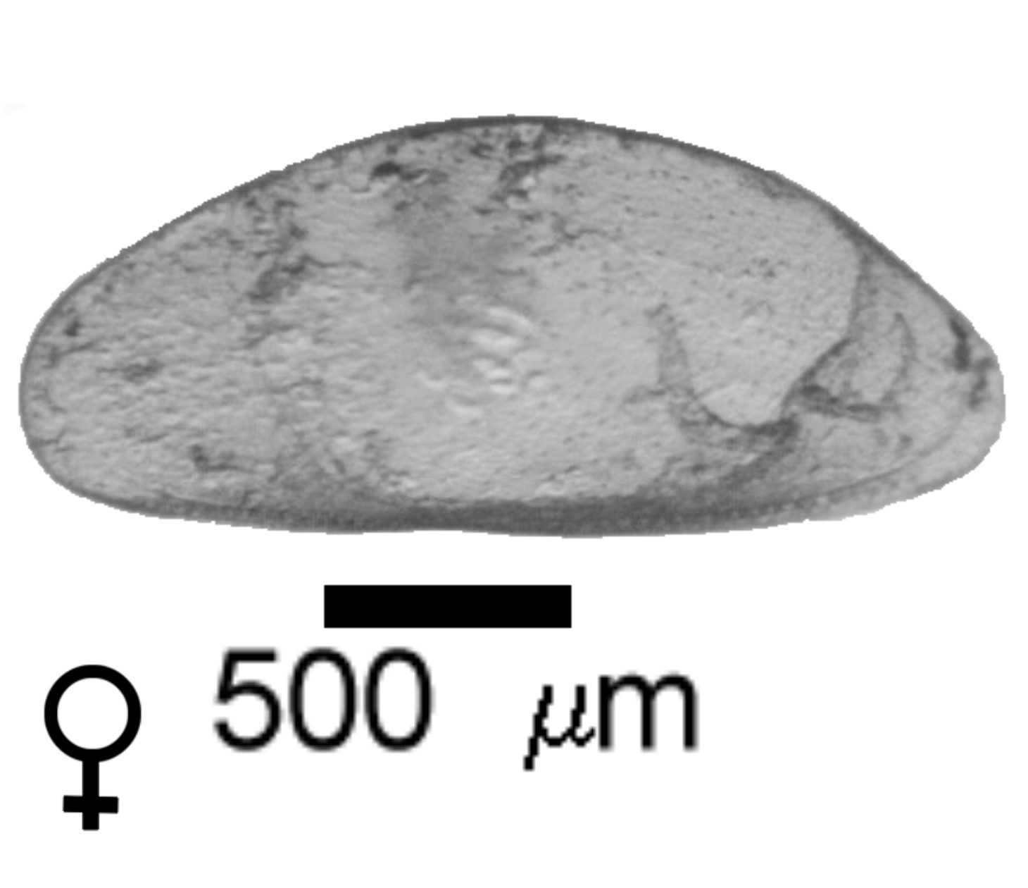 Microscope photograph of Dolfasc, female