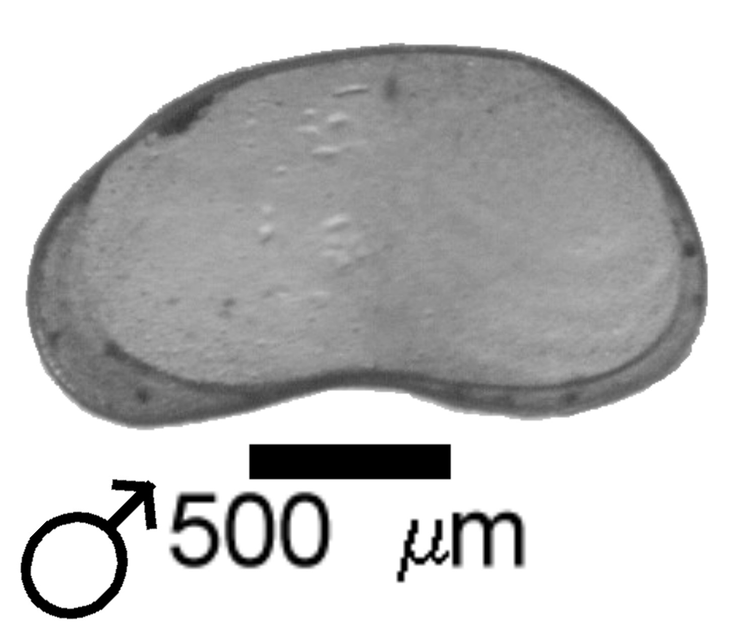 Microscope photograph of FABweg, male