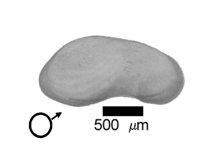 Microscope photograph of Fabcaud, male