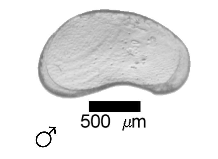 Microscope photograph of Fabraw, male