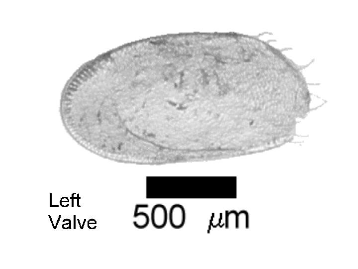 Microscope photograph of Isoquad, left valve