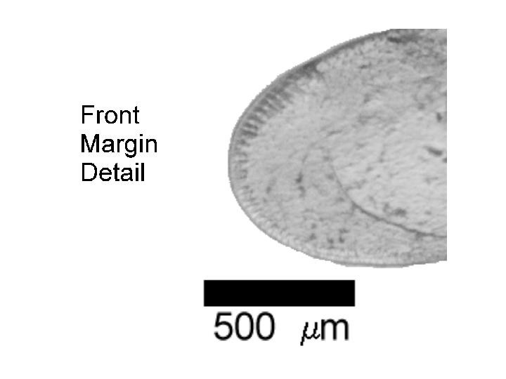 Microscope photograph of Isoquad L, detail view