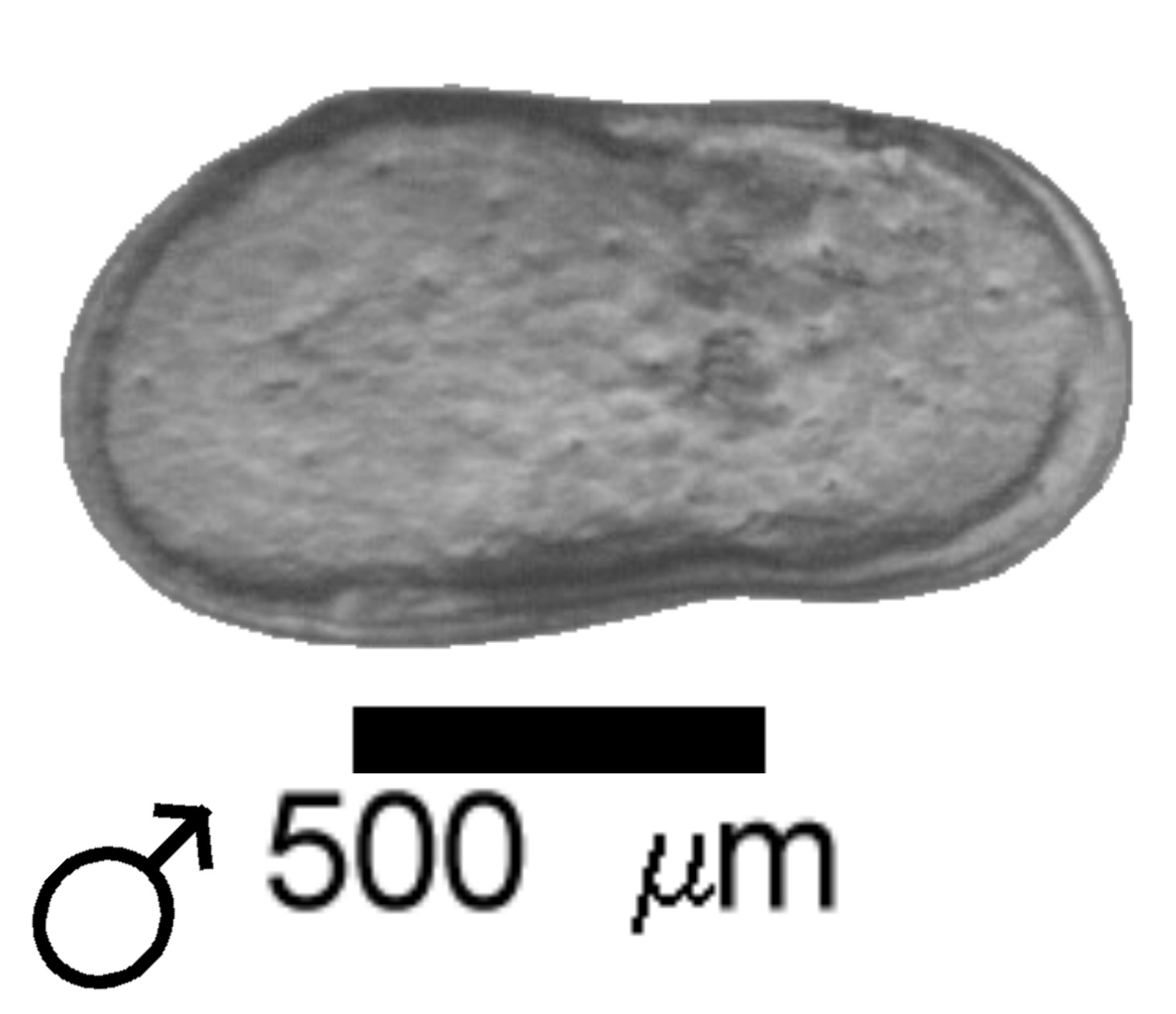 Microscope photograph of LIMbradb, male
