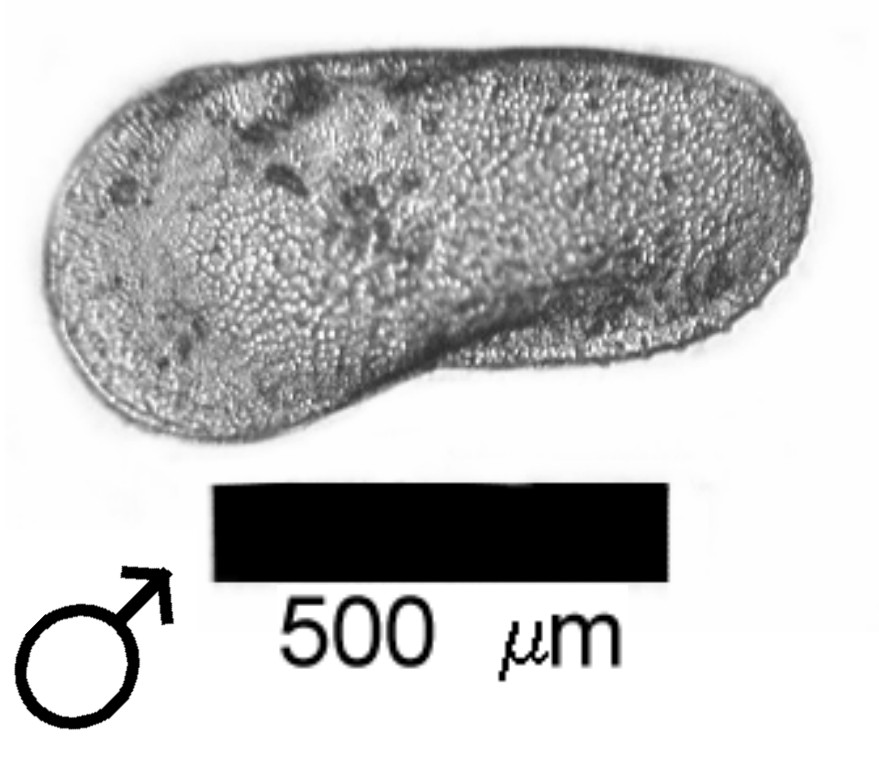 Microscope photograph of Limfriab, male