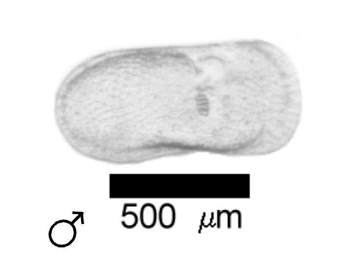 Microscope photograph of Litas, male
