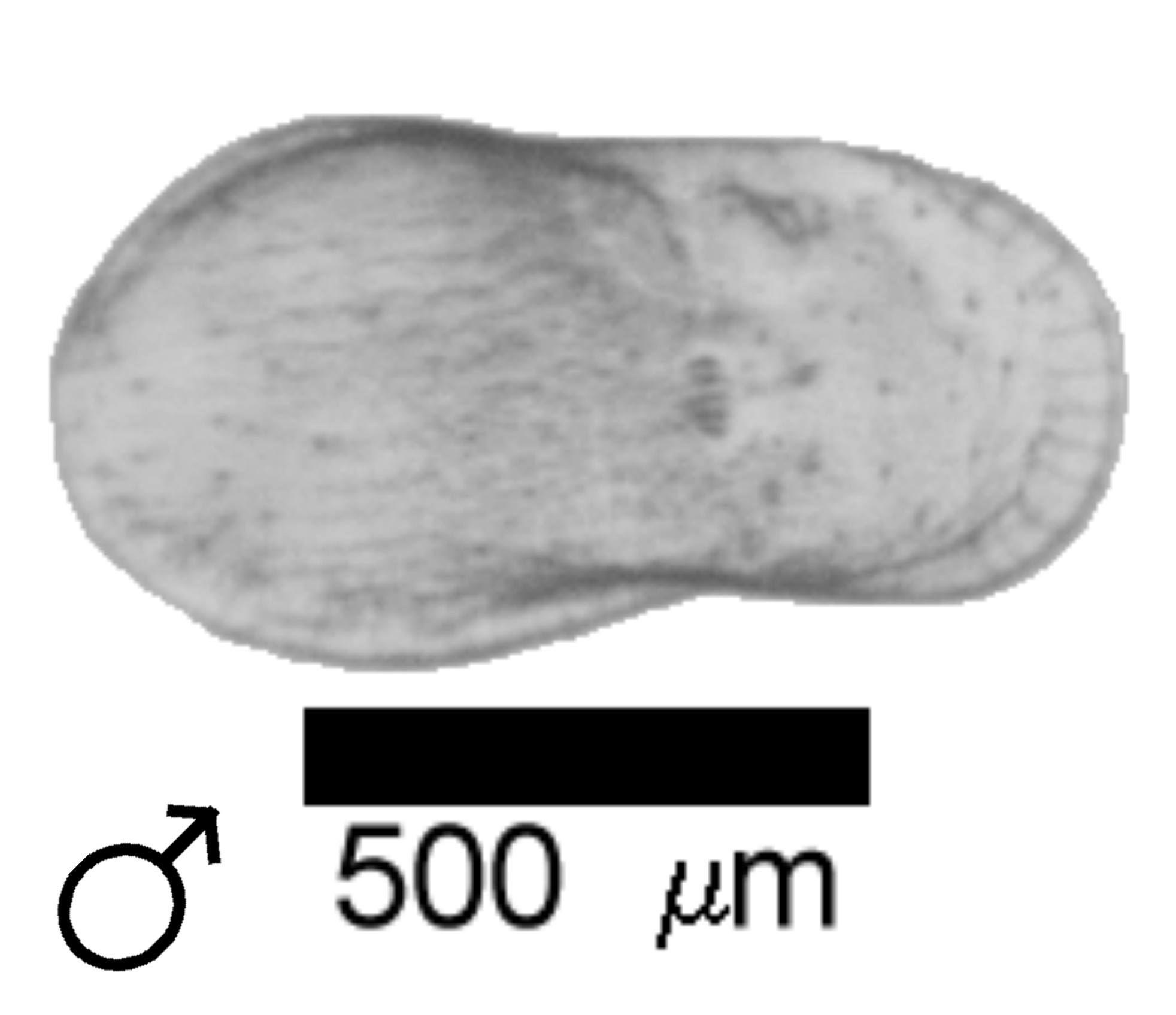 Microscope photograph of Lsapp, male
